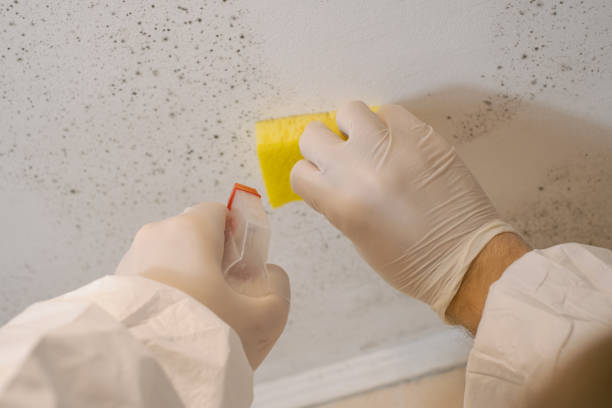 Trusted Fairland, OK Mold Removal Experts