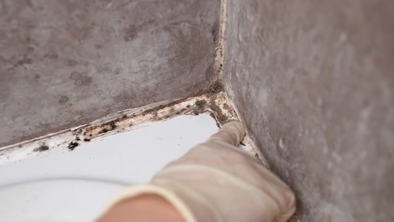 Best Asbestos and Lead Testing During Mold Inspection  in Fairland, OK